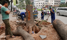 Hà Nội dừng chặt hạ cây xanh