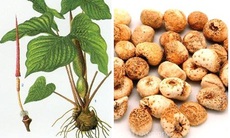 Bài thuốc trị chóng mặt
