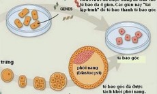 Vai trò của tế bào gốc trong thẩm mỹ