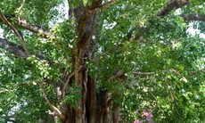 Cây Bồ Đề 132 năm tuổi tại Tây Nguyên được gắn biển cây di sản