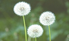 Chữa thủy thũng bằng thuốc Nam