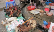 Cúm chết người lây lan nhanh