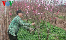 Nở sớm, giá đào Nhật Tân giảm mạnh