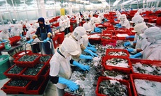 Cần xử nghiêm trường hợp trốn đóng BHXH cho người lao động