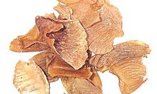 Trị sỏi mật bằng thuốc Nam
