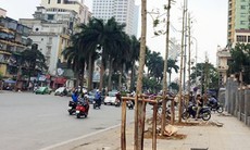 Hà Nội sẽ trồng mới 247 cây Lát hoa trên phố Nguyễn Chí Thanh