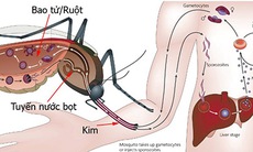 Tuyệt đối không dùng những thuốc sau khi sốt xuất huyết