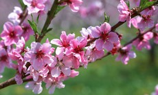 Tết Ất Mùi nên chưng hoa gì để rước tài lộc và may mắn?