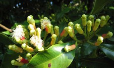 Giảm đau bằng hoa tử hương