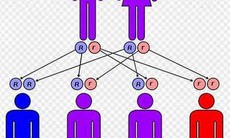 Hội chứng Edwards do hôn nhân cận huyết