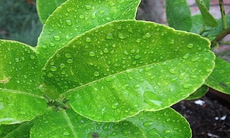 Công dụng chữa bệnh thần kỳ từ lá chanh