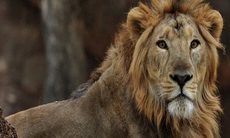 Trung Quốc: Sư tử xổng chuồng vồ chết một nhân viên vườn thú