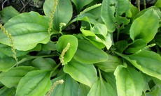 Thuốc nam trị chứng xơ gan cổ trướng