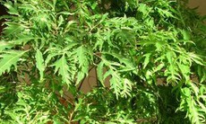 Mang thai, uống nước rễ cây đinh lăng có được không?