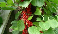 Đông y chữa ù tai - kỳ I