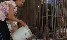Nuôi thú lạ - Lắm lúc oan gia
