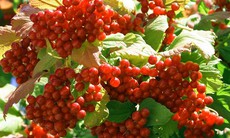 Bài thuốc giúp quý ông bớt “trăn trở”