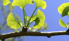 Không dùng sản phẩm kết hợp ginkgo biloba và caffein - Vì sao?