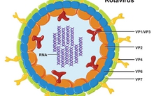 Dùng thuốc cầm tiêu chảy do Rotavirus cho trẻ - Nguy hiểm!