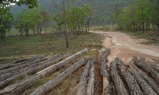 Rừng - Cao su bi ký