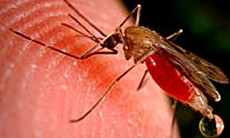 Nghiên cứu chữa sốt rét trên xương người cổ