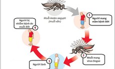 Bí kíp đơn giản giúp phòng bệnh sốt xuất huyết