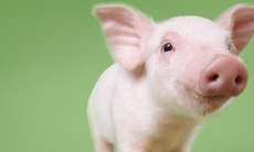 Cảnh giác với chất tạo nạc clenbuterol trong thịt lợn