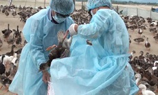 Cúm gia cầm tái phát tại Ninh Thuận: Không để lây sang người