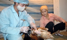 Xử lý sớm ổ dịch  cúm A/H5N6 ở Hà Nam