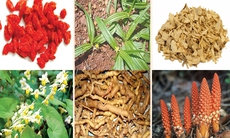 Bài thuốc duy trì bản lĩnh đàn ông