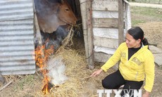 Rét đậm, rét hại sẽ khống chế thời tiết Bắc bộ trong hai ngày tới