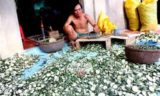 Lật tẩy thương lái Trung Quốc thu mua nông sản lạ đời