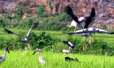 Cò nhạn quý hiếm xuất hiện nhiều tại Điện Biên