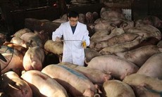 Hé lộ “công nghệ” nuôi lợn bằng thuốc kháng sinh tại Trung Quốc