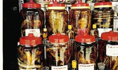 Ai không nên dùng rượu thuốc?