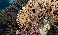 Rặng san hô - Nguồn dược phẩm vô tận dưới lòng đại dương
