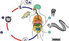 Nhận biết bệnh do ấu trùng sán dây