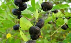 Vị thuốc từ cây phèn đen 