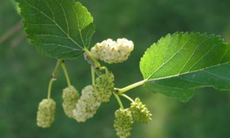 Lá dâu trị cảm mạo