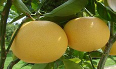 Cách chiết chất nhày từ hạt bưởi trị tiểu đường 