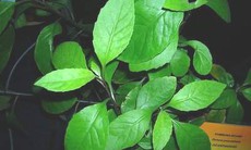 Cây bầu đất, thuốc chữa viêm dễ kiếm mà hiệu quả bất ngờ?