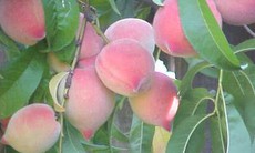 Quả đào hoạt huyết, lợi tiểu