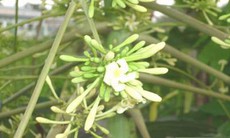 Bài thuốc cho người bệnh suyễn