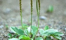 Bài thuốc chữa tiểu đục