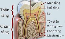 Các bệnh của tủy răng