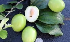 Toan táo nhân - dưỡng tâm, an thần