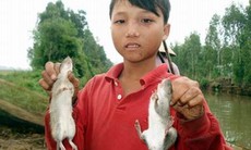 Phòng lây nhiễm Hantavirus từ chuột 