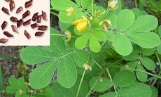 Các phương thuốc trị bệnh nghề nghiệp của nhà giáo