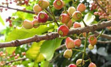 Cây vối thanh nhiệt, giải độc