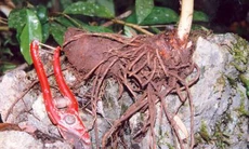 Thất diệp nhất chi hoa